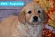 Golden Retriever Puppies for sale in Willow Springs, MO 65793, USA. price: $800