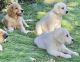 Golden Retriever Puppies for sale in London, UK. price: 600 GBP