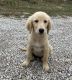 Golden Retriever Puppies for sale in Schell City, MO 64783, USA. price: $600