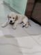 Golden Retriever Puppies for sale in Spine Rd, Pimpri-Chinchwad, Maharashtra, India. price: NA