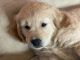Golden Retriever Puppies for sale in Anderson, IN, USA. price: NA