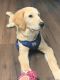 Golden Retriever Puppies for sale in Hackettstown, NJ 07840, USA. price: NA
