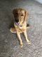 Golden Retriever Puppies for sale in Quantico, VA 22134, USA. price: NA