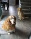 Golden Retriever Puppies for sale in Kansas City, MO, USA. price: $600