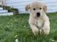 Golden Retriever Puppies for sale in Anderson, IN, USA. price: NA