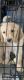 Golden Retriever Puppies for sale in Sacramento, CA 95824, USA. price: $1,500