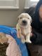 Golden Retriever Puppies for sale in Stockton, CA 95219, USA. price: NA