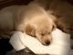 Golden Retriever Puppies for sale in Nashua, NH 03064, USA. price: NA