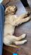 Golden Retriever Puppies for sale in State College, PA, USA. price: $1,000