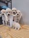 Golden Retriever Puppies for sale in Jurupa Valley, CA, USA. price: NA