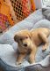 Golden Retriever Puppies for sale in 325 W Fullerton Ave, Addison, IL 60101, USA. price: $1,500