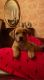 Golden Retriever Puppies for sale in San Mateo, CA, USA. price: $500