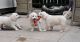 Golden Retriever Puppies for sale in Ashburn, VA, USA. price: $750