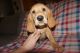 Golden Retriever Puppies for sale in Boise, ID, USA. price: $1,500