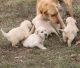 Golden Retriever Puppies for sale in Missoula, MT, USA. price: $700