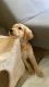 Golden Retriever Puppies for sale in Fairfax, VA, USA. price: $1,000