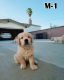 Golden Retriever Puppies for sale in Gardena, CA 90247, USA. price: NA