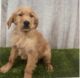 Golden Retriever Puppies for sale in 8140 Mistral Dr, Orlando, FL 32827, USA. price: NA