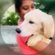 Golden Retriever Puppies for sale in Karaikudi, Tamil Nadu, India. price: 13000 INR