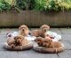 Golden Retriever Puppies for sale in Westerville, OH, USA. price: $350