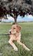 Golden Retriever Puppies for sale in Cheney, WA 99004, USA. price: $500