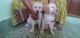 Golden Retriever Puppies for sale in Jeevan Bima Nagar, Bengaluru, Karnataka, India. price: NA