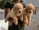 Golden Retriever Puppies for sale in Mysuru, Karnataka, India. price: 45000 INR