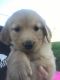 Golden Retriever Puppies for sale in Townville, SC 29689, USA. price: $1,200