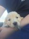 Golden Retriever Puppies for sale in Townville, SC 29689, USA. price: NA