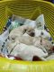 Golden Retriever Puppies for sale in Yelahanka, Bengaluru, Karnataka, India. price: 25000 INR