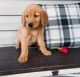 Golden Retriever Puppies for sale in Palm Springs, CA, USA. price: NA