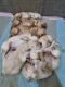 Golden Retriever Puppies for sale in 5th Block, Rajajinagar, Bengaluru, Karnataka 560010, India. price: 25000 INR
