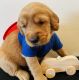 Golden Retriever Puppies for sale in Lincoln City, OR, USA. price: $1,500