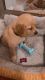 Golden Retriever Puppies for sale in West New York Town, NJ, USA. price: NA