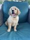 Golden Retriever Puppies for sale in Hialeah, FL, USA. price: NA