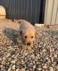 Golden Retriever Puppies for sale in Bronx, NY, USA. price: NA