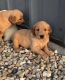 Golden Retriever Puppies for sale in Parkesburg, PA 19365, USA. price: NA