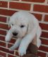 Golden Retriever Puppies for sale in Buffalo, NY, USA. price: NA