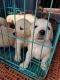 Golden Retriever Puppies for sale in Siddhartha Layout, Mysuru, Karnataka 570011, India. price: 11000 INR