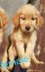 Golden Retriever Puppies for sale in Sector 53, Noida, Uttar Pradesh, India. price: 15000 INR