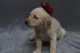 Golden Retriever Puppies for sale in Parker, CO, USA. price: NA
