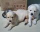 Golden Retriever Puppies for sale in Tirupati, Andhra Pradesh, India. price: 20000 INR