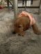 Golden Retriever Puppies for sale in Minneapolis, MN 55419, USA. price: NA