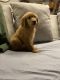 Golden Retriever Puppies for sale in London, KY, USA. price: $1,000