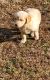 Golden Retriever Puppies for sale in Augusta, GA, USA. price: NA