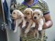 Golden Retriever Puppies for sale in 5th Block, Rajajinagar, Bengaluru, Karnataka 560010, India. price: 25000 INR