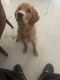 Golden Retriever Puppies for sale in MDC Sector 4, Panchkula, Haryana, India. price: 51 INR
