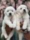 Golden Retriever Puppies for sale in Secunderabad, Telangana, India. price: 18000 INR