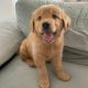Golden Retriever Puppies for sale in San Francisco, CA, USA. price: NA