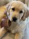 Golden Retriever Puppies for sale in Atlanta, GA, USA. price: $3,000